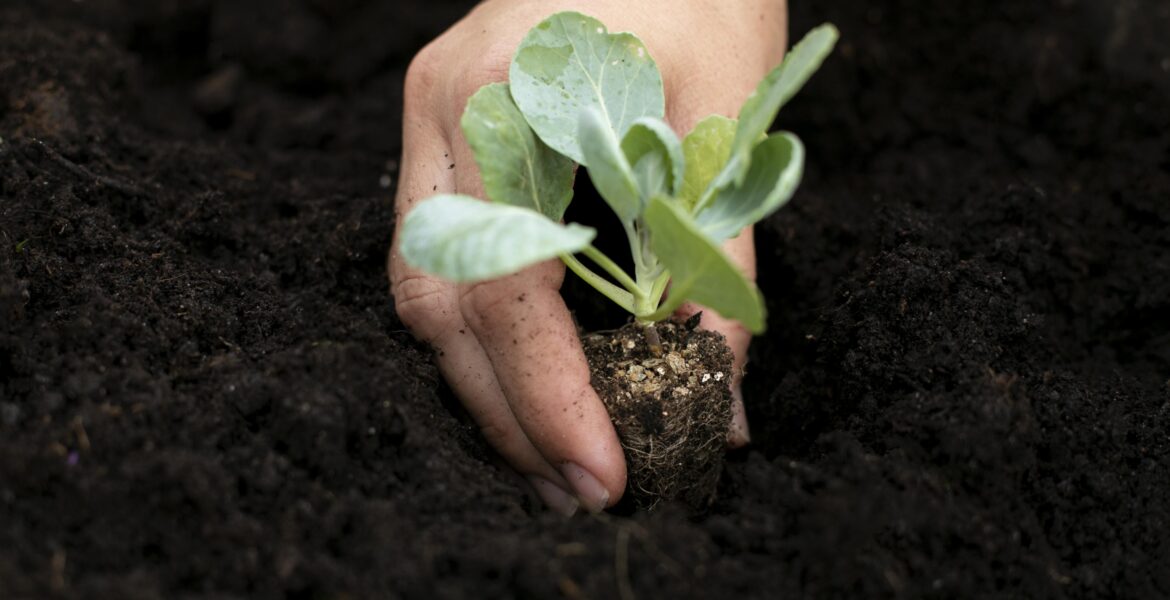 close up image of transplanting vegetable seedling process plants