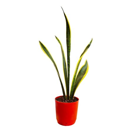 an image of snake plant in a self watering pot