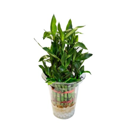 lucky bamboo plant with pot